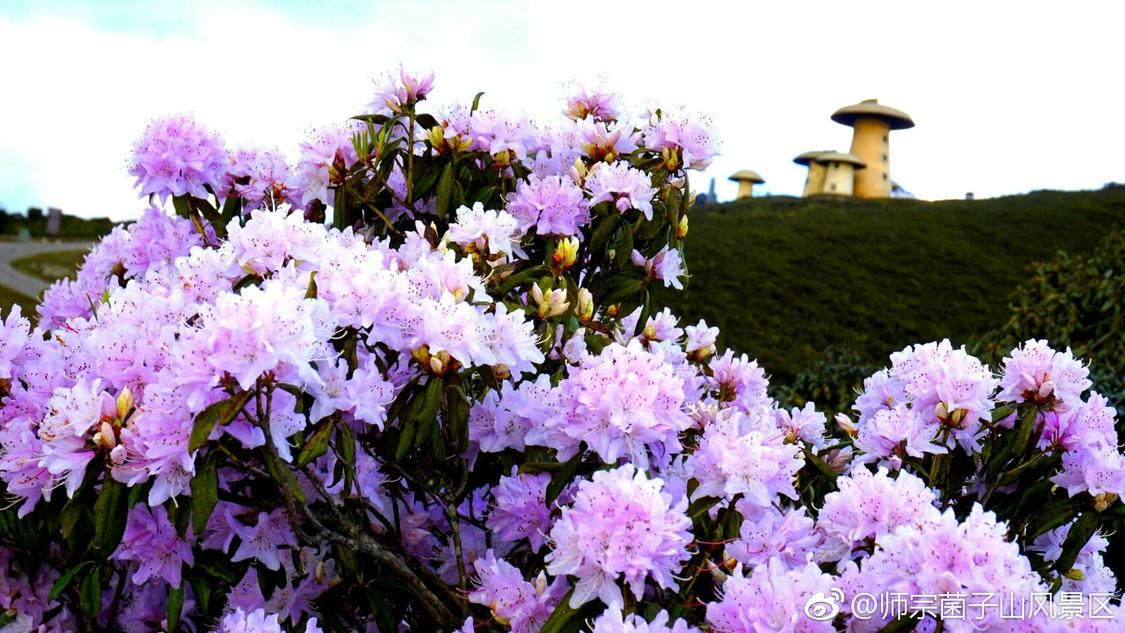 本月社群推广场景化定制您的培训平台,开启流量增长新征程同事为了请假已经不择手段了